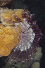 Close-up of a purple and white feather star, Klunzinger's hair star (Dichrometra palmata), on a