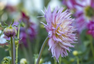 Dahlias (Dahlia), cactus dahlia, Germany, Europe