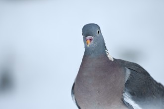 Wood pigeon (Columba palumbus), portrait, in the snow, winter feeding, Oberhausen, Ruhr area, North