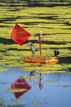 Buoy on the regatta course on Lake Baldeney, cormorant and heron hang out, the area is colonised by