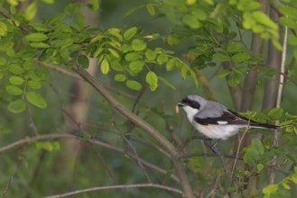 Lesser grey shrike (Lanius minor), Tower Hide, Tiszaalpár, Kiskunsági National Park, Bács-Kiskun,