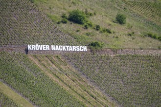 Kröver Nacktarsch vineyard, Moselle, Rhineland-Palatinate, Germany, Europe