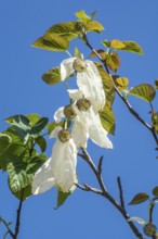 Flowering Handkerchief tree (Davidia involucrata) againts blue sky in Ystad, Scania, Sweden,