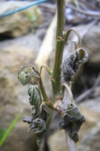 Late night frosts have led to severe frost damage in vineyards in the Elbe Valley. Due to the very