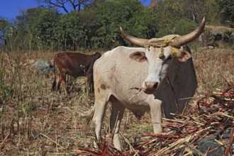 South Ethiopia, cow with horns looking for food, Ethiopia, Africa