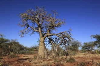 South Ethiopia, desert roses, Adenium, are a plant genus of the dogbane family, Apocynaceae, tree,