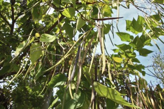 Southern Catalpa, Catalpa bignonioides, inflorescence