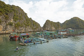 Floating fish farm and karst rocks in Lan Ha Bay, Halong Bay, Vietnam, Asia