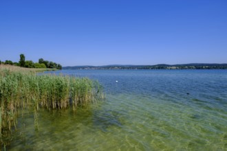 Lake Constance near Oberzell, Reichenau Island on Lake Constance, Baden-Württemberg, Germany,