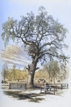 Boston Massachusetts, the Liberty Tree in the 1870s. From American Pictures Drawn With Pen And