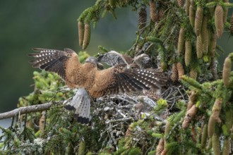 Common kestrel (Falco tinnunculus), male adult bird hands a mouse to a young bird not yet able to