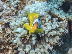 Bubble-tip anemone (Entacmaea quadricolor), red sea clownfish (Amphiprion bicinctus), dive site