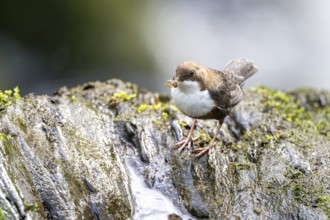 White-throated Dipper (Cinclus cinclus), at a torrent with prey in its beak, Rhineland-Palatinate,