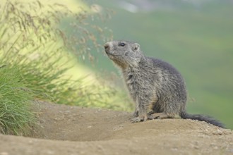 Marmot (Marmota), Grossglockner High Alpine Road, Salzburger Land, Austria, Europe