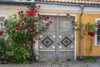 Roses at a gate in a small street in the idyllic downtown of Ystad, Skåne county, Sweden,