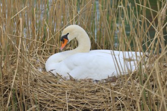 Breeding Mute Swan (Cygnus olor) on the nest in the reeds, Stuttgart, Baden-Württemberg, Germany,