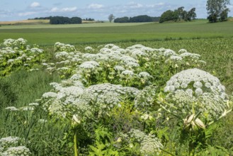 Flowering giant hogweed in the landscape, (Heracleum mantegazzianum) an invasive species that is