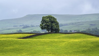 Farms in Yorkshire Dales National Park, North Yorkshire, England, United Kingdom, Europe