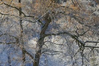 Winter landscape, hoarfrost on oak trees (Quercus) with autumn leaves, Arnsberg Forest nature park