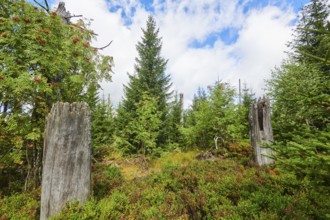 Vegetation with Norway spruce (Picea abies) and colored European blueberry (Vaccinium myrtillus) on