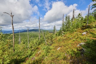 Vegetation with Norway spruce (Picea abies) and colored European blueberry (Vaccinium myrtillus) on