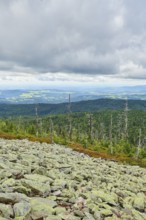 Vegetation with Norway spruce (Picea abies) and colored European blueberry (Vaccinium myrtillus) on