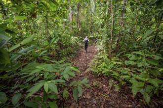 Young man on a hiking trail in the rainforest, tourist hiking in the tropical rainforest through