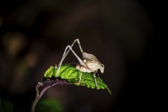 Sickle-winged grasshopper (Phaneropterinae) sitting on a leaf, at night in the tropical rainforest,