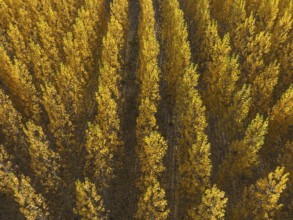 European Aspen (Populus tremula) in autumnal colours. Cultivated for timber. Aerial view. Drone