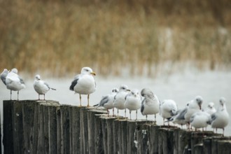 Group of gulls (Larinae) on wooden piles, Lake Neusiedl, Burgenland, Austria, Europe