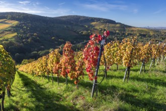 Autumnal vineyards with colourful leaves under bright sunshine in a hilly landscape, Strümpfelbach,