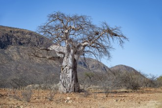 African Baobab (Adansonia digitata), barren dry landscape with hills, Kaokoveld, Kunene, Namibia,