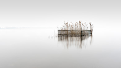 Protected reeds at Müggelsee in Berlin, Germany, 2024, Europe