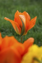 Orange-coloured tulips (Tulipa) in spring. In the foreground a blurred tulip and a wild daffodil,