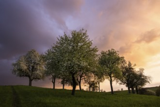 White blossoming fruit trees in a meadow in spring. Colourful clouds and sunset. Rhine-Neckar