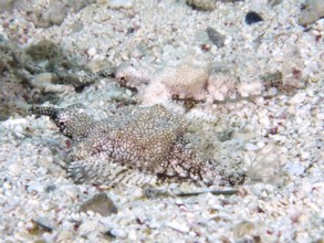 Two camouflaged fish, Dwarf Wingfish (Eurypegasus draconis), lying side by side on the sandy bottom