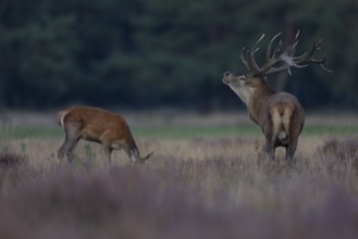 Red deer in rut, Hooge Veluve, Holland