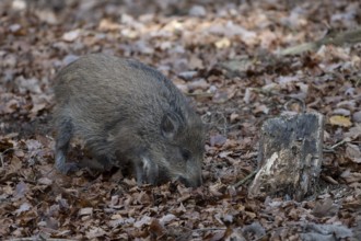 Wild boar (Sus scrofa), fresh boar, Daun, Germany, Europe