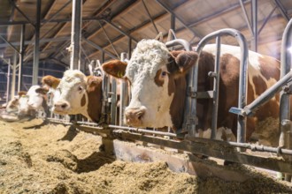 Some brown and white cows in the barn with a view of the viewer, behind bars and feed, Haselstaller