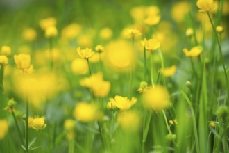 Yellow buttercups (Ranunculus acris) in a meadow. Focus on a plane in the centre, remaining flowers