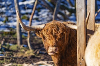 A Highland cow with large horns looks out from behind a wooden fence, Seewald, Black Forest.