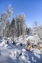 Ski tourer in a snowy winter forest, ascent to the Teufelstättkopf, snowy mountain landscape,