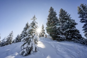 Ski tourer in snowy winter forest with sun star, ascent to Teufelstättkopf, Snowy mountain