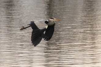 A grey heron flies gracefully over a golden water surface in the sunlight, Grey heron, (Ardea