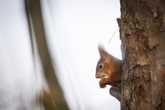 Squirrel (Sciurus vulgaris) sitting on a branch and holding a hazelnut in its paws,