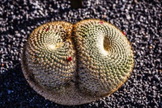 2016, Guatiza, Lanzarote, Jardin de Cactus by Cesar Manrique, ESP, Spain, Canary Islands, Canary