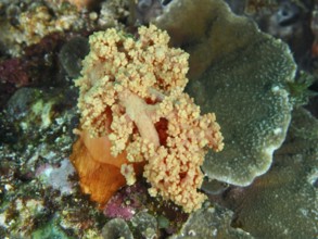 Yellow tree coral (Dendronephthya) in the middle of a lively reef, dive site SD, Nusa Ceningan,