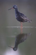 Dark sandpiper (Tringa erythropus) Shallow water zone, mud, breeding plumage, foraging, wader,