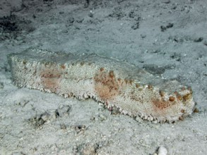 Brown box sea cucumber (Thelenota anax) resting on a sandy seabed, dive site Close Encounters,