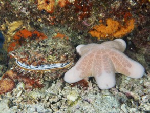 Granulated roller star (Choriaster granulatus) and large variable spiny oyster (Spondylus varius)